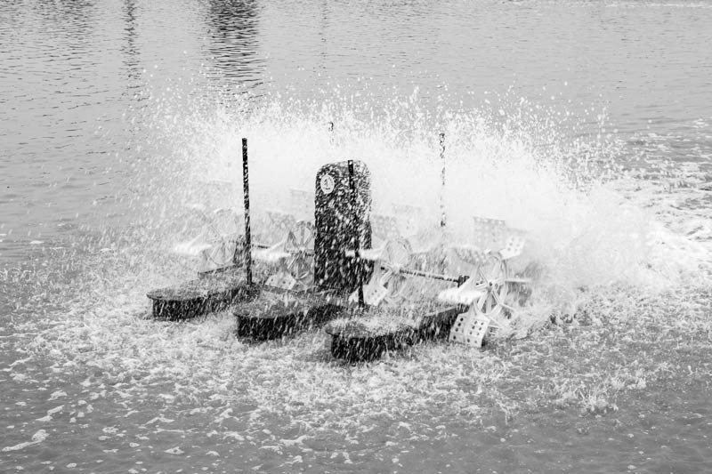 Shrimp Farming in Saline Agricultural Fields in Haryana - paddle wheel aerator circulating water for increasing oxygen supply in a shrimp pond